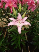 [4227 X Factor No01.JPG]